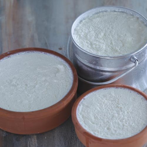 Buffalo yogurt